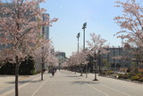 桜吹雪