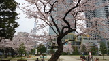 桜錦糸公園