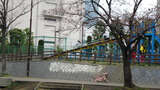 花見7