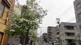 ハナミズキ