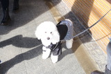 正月犬