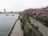 隅田川花見5