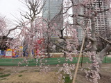 枝垂桜