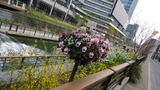 大横川花5