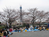 隅田川花見4