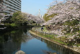 桜仙台掘2