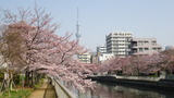 大横川花