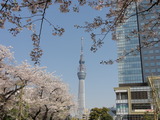 タワー桜4