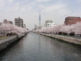 桜タワー5