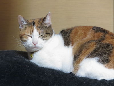 みけ_家族記念日5回目