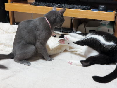 5阻止しようとする小鉄