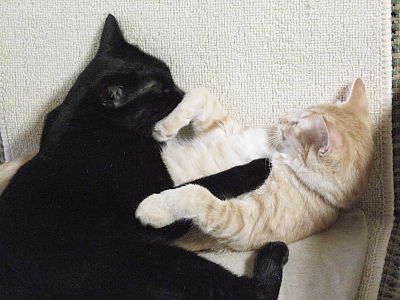 本気で噛んだら、痛いにゃ(--)