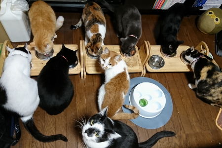 1月:食事テーブルを増やそうか悩んでいた頃