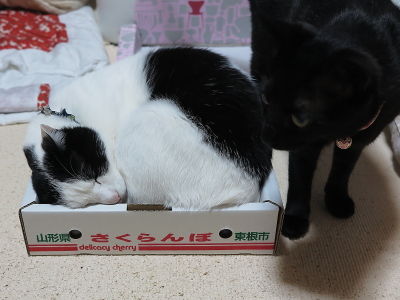 2小夏チェック