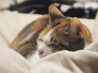 “2月:NANAの存在が、ストレス軽減