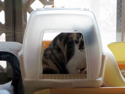 4なっちゃん