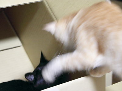 コルネ_遊ぼうにゃ♪