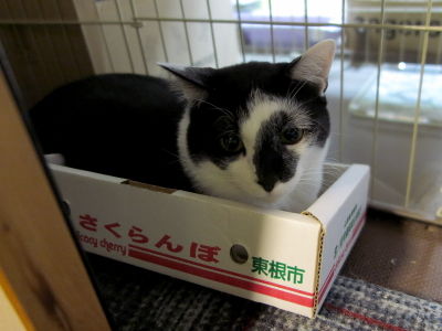 8小鉄