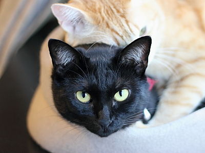 ǭ�֥�������������