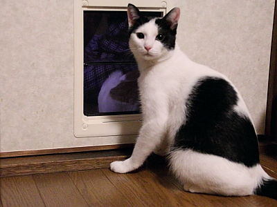 出られにゃい