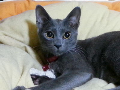 猫ブログ_小姫