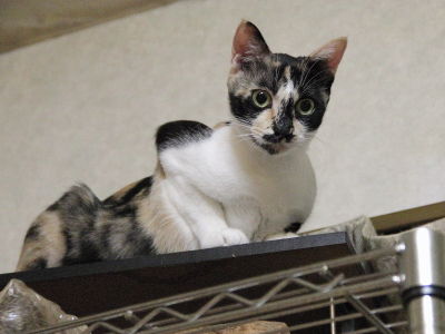 猫の日記念_なっちゃん