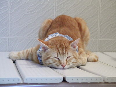 猫ブログ_コルッチ