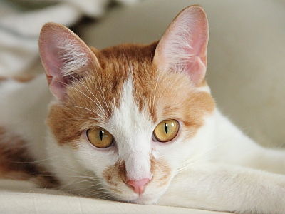 猫ブログ_あっくん