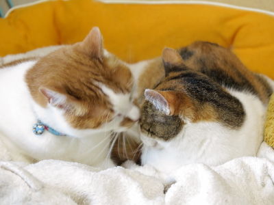 みけ&あっくん親子:5回目の家族記念日