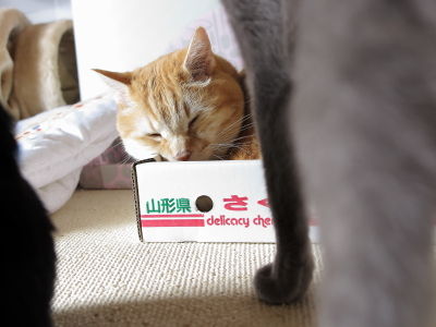 7ヒメ&小鉄