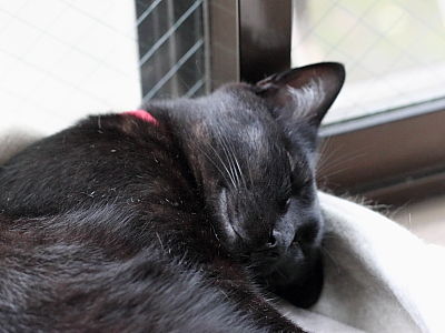 お気に入りのチミチミ猫ベッドで眠るクロさん