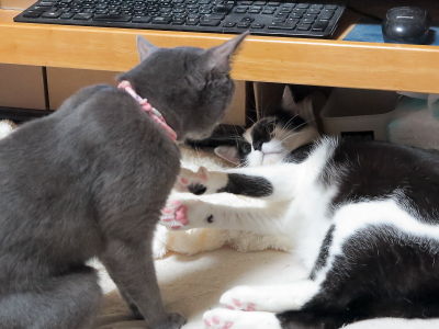 3ヒメVS小鉄