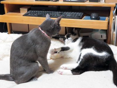 2ヒメVS小鉄