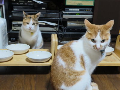 おまけ_みけ&あっくん