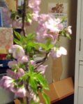 photo山桜