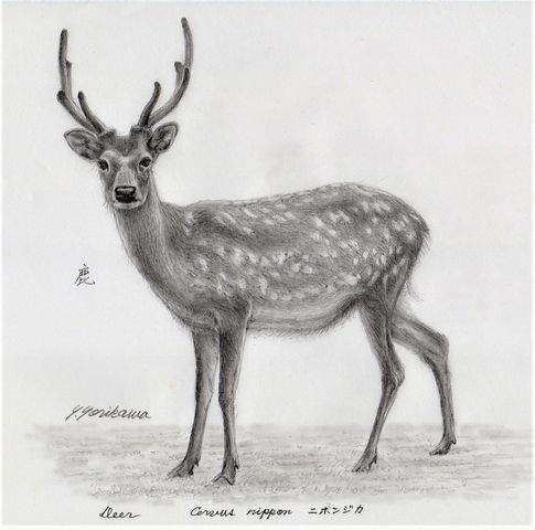 鹿の絵 hand-drawn-solid-color-deer-