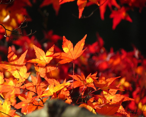 壁紙 6373紅葉1280×1024