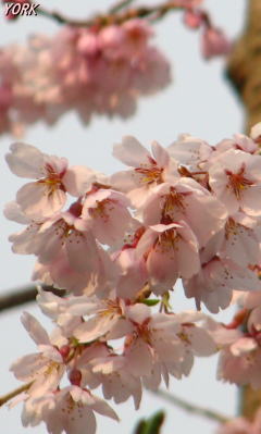 携帯用 9867枝垂れ桜240×400