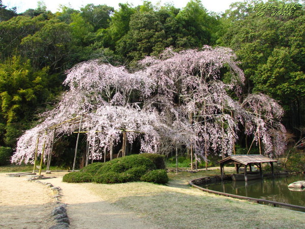 2629曹源寺の枝垂れ桜170330