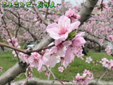 桃の花、アップ