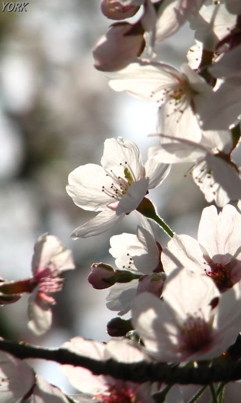携帯用 0273桜透けて480×800