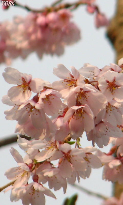 携帯用 9867枝垂れ桜480×800