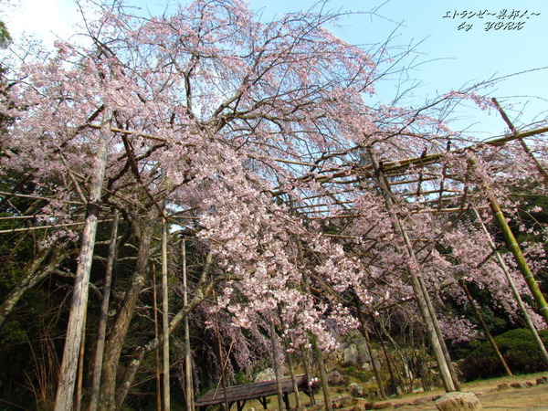 2597枝垂れ桜を見上げて170330