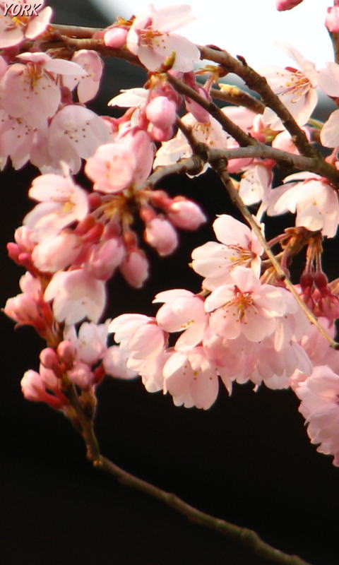 携帯用 9872枝垂れ桜480×800