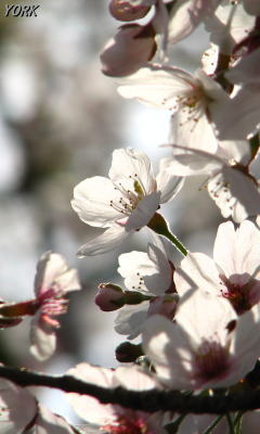 携帯用 0273桜透けて240×400