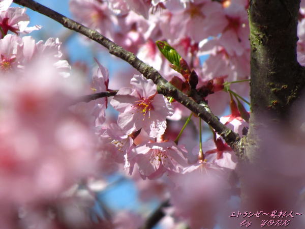 3711早咲きの桜160320.jpg