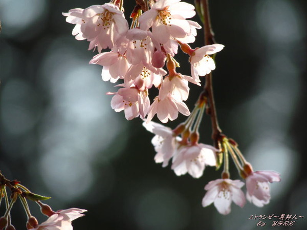2584枝垂れ桜170330