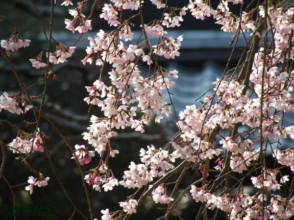 2591枝垂れ桜曹源寺170330