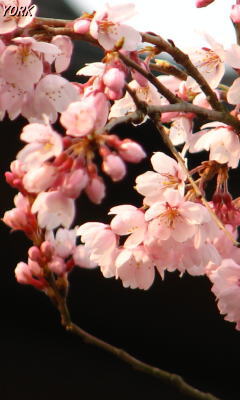 携帯用 9872枝垂れ桜240×400