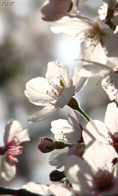 携帯用 0273桜光に透けて480×800